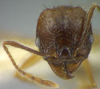 Media type: image;   Entomology 34246 Aspect: head frontal view